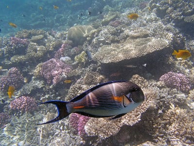 在红海里浮潜