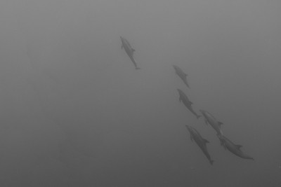 索科罗的Manra Ray