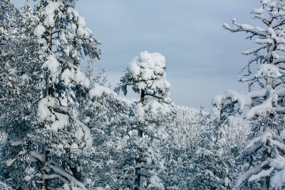 夕阳下的雪景，芬兰拉普兰冬天结冰的树木