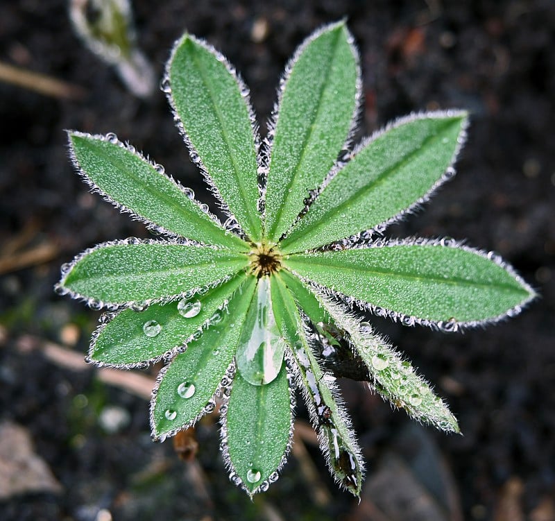 雨滴落在罗苹叶上