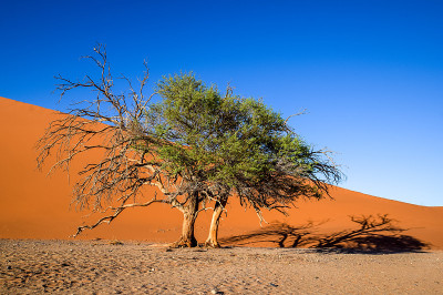 这棵枯树位于非洲纳米比亚著名的纳米布沙漠ssesriem附近的Sossusvlei。背景中是美丽的红