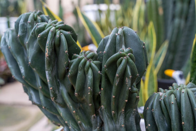 Many cactus is in the garden