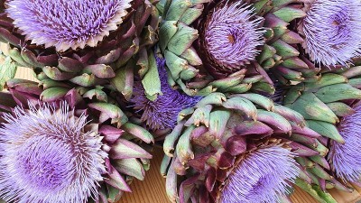 Artichoke purple flowers blooming blossom