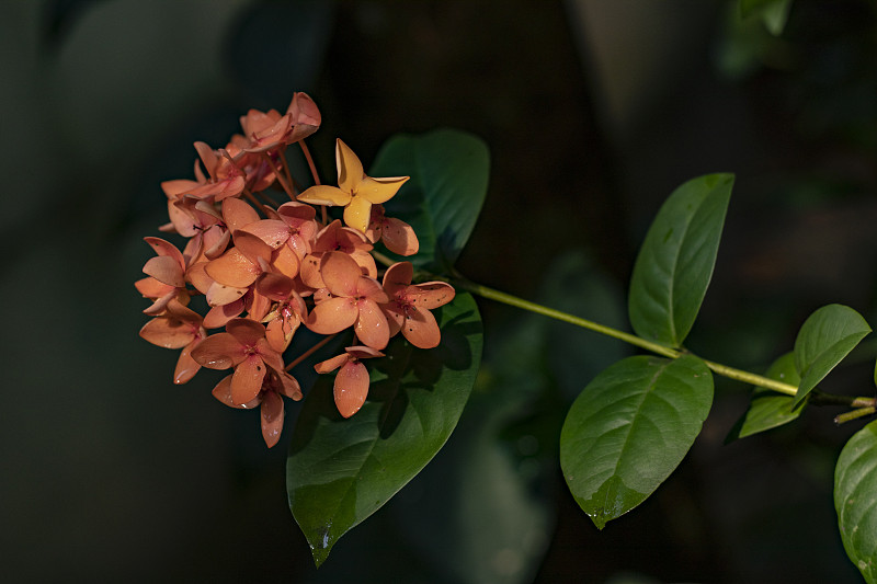 红穗花