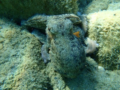 普通章鱼(octopus vulgaris)狩猎