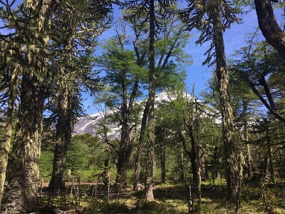 火山在树后面
