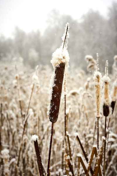 上面孤独的藤灯心草芦苇三棱在下雪近