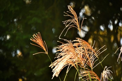 植物