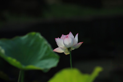 莲花