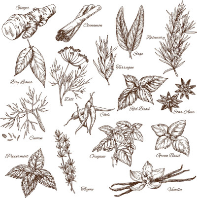 矢量素描香料和香草调味料的图标