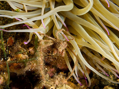利奇氏蜘蛛蟹（inachus phalangium）