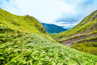 山脉和竹草