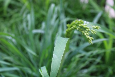 小米