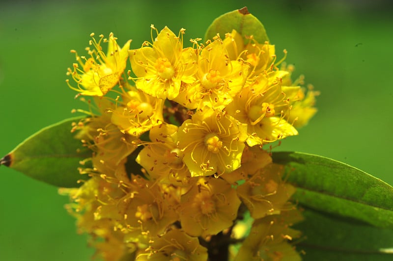 黄星花或鸭茅王亚属。peregrina Roekm (Craib)。