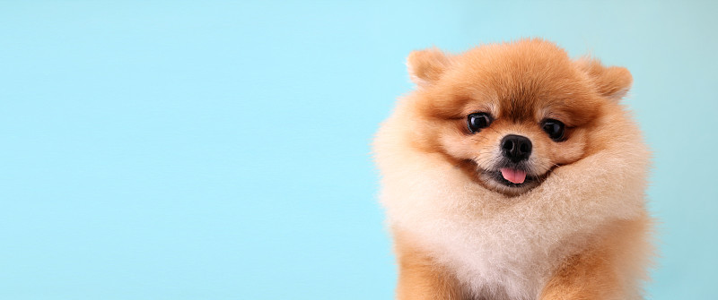 蓝色背景的博美犬。