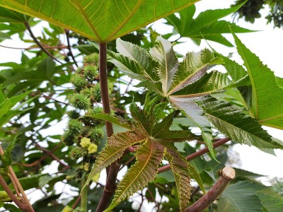 蓖麻的花和叶。