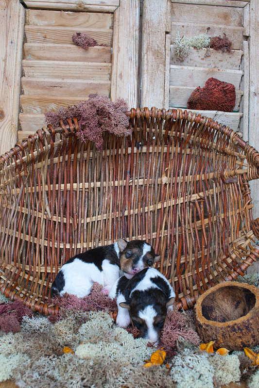 纯种铁丝狐犬的家庭幼犬