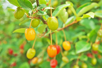 Elaeagnus