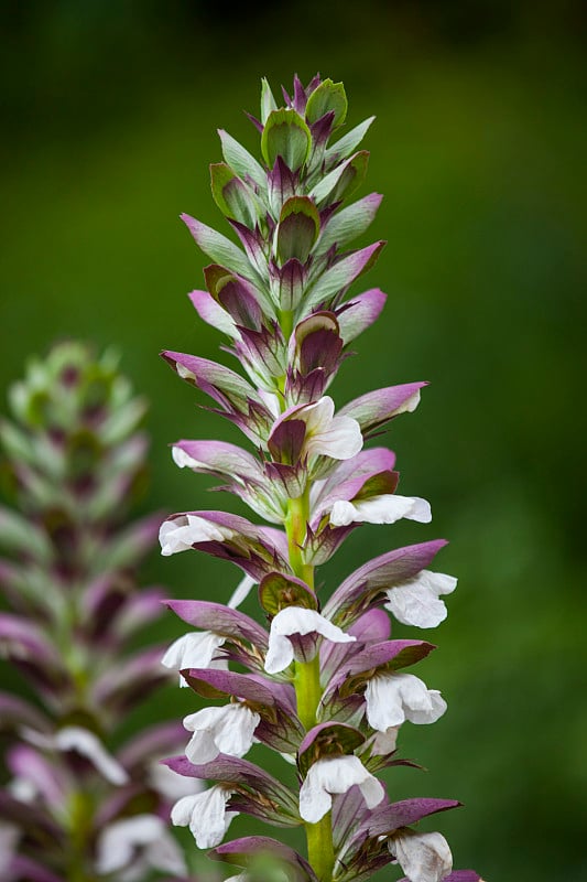 爵床属spinosus花