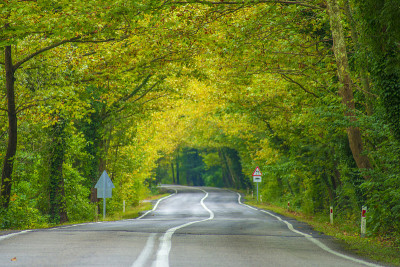 自然树隧道