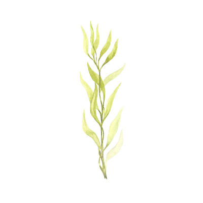 明亮的水彩叶子孤立的白色背景