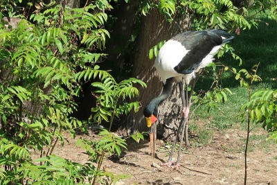 鞍嘴鹳(senegalensis)