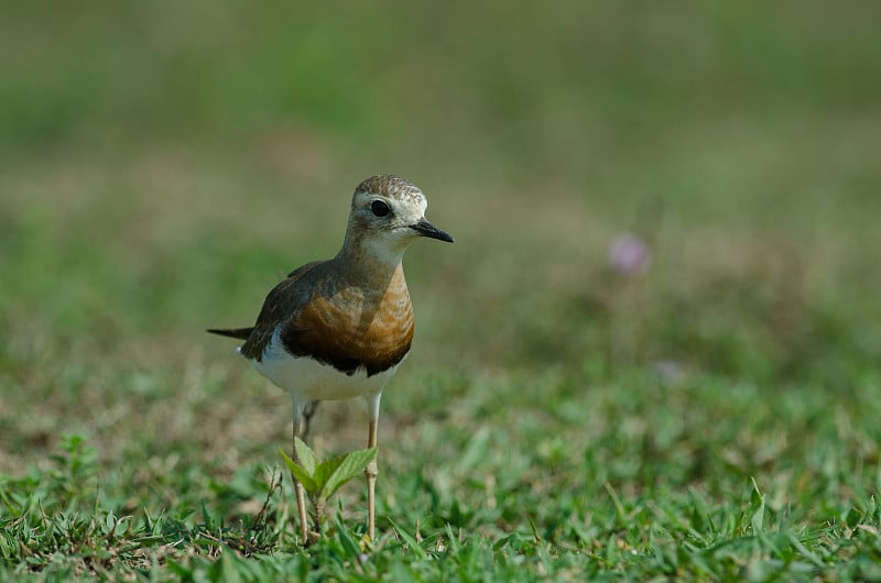 东方鸻 (Charadrius veredus)