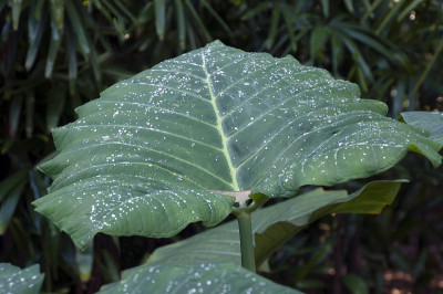 雨点落在象耳植物的大叶子上