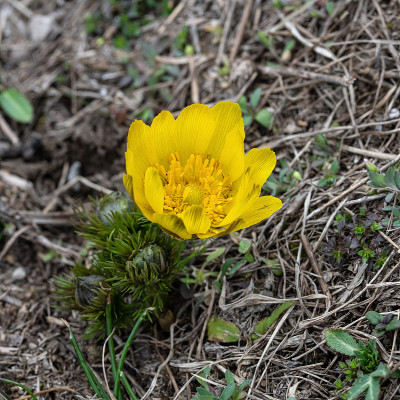 黄野鸡眼(Adonis vernalis)