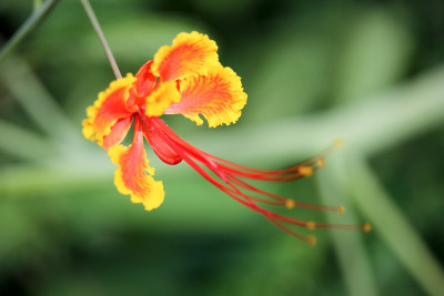 红色艳丽的花