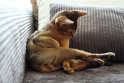 一只阿比西尼亚小猫躺在客厅的沙发上玩着它的尾巴