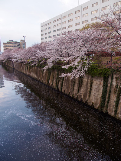 日本东京目黑河上的樱花花瓣