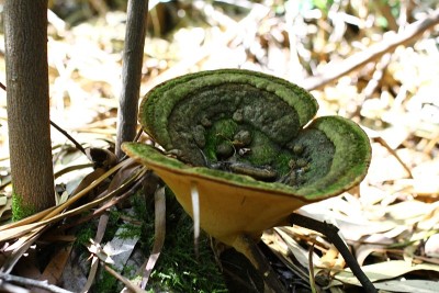 蘑菇,菌类