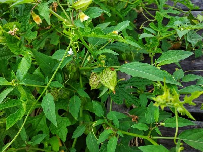 新鲜groundcherry水果
