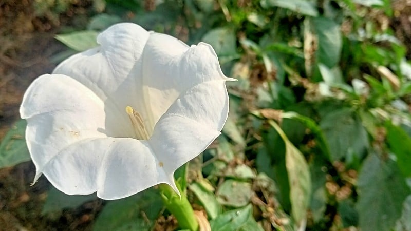 白色的花在花园里