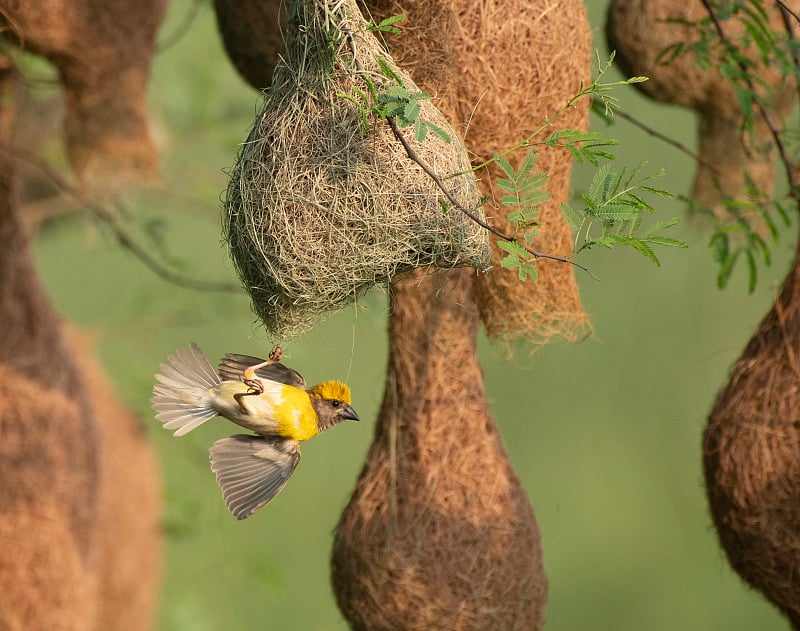 Baya weaver (Ploceus philippinus)与筑巢的殖民地