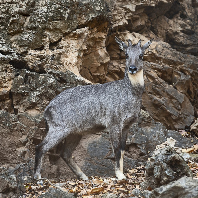 斑羚（Naemorhedus caudatus）