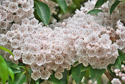 Kalmia