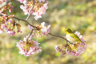 Mejiro和樱花