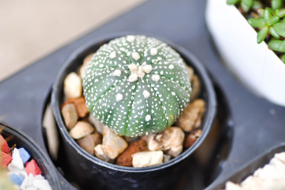 仙人掌的植物