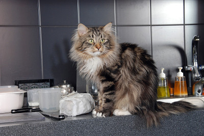 猫