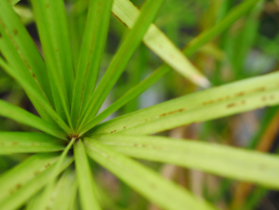 埃及纸草