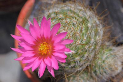 仙人掌花