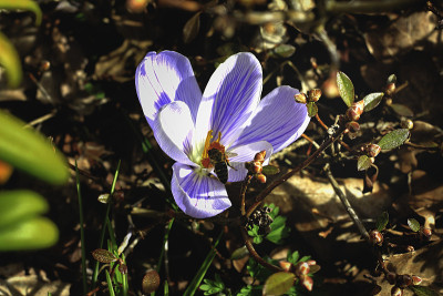 蜜蜂从花上采集花粉