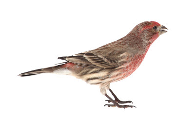 家雀，墨西哥Carpodacus mexicanus，隔离