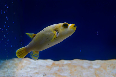 一个水族馆，有趣的海洋居民，玻璃后面的鱼。海底世界