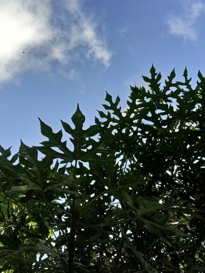 树与天空