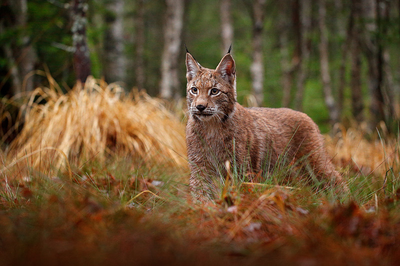 欧亚猞猁散步。德国野猫。山猫在树林里。在秋天的草地上捕猎肉食动物。山猫在绿色的森林里。欧洲捷克的自然