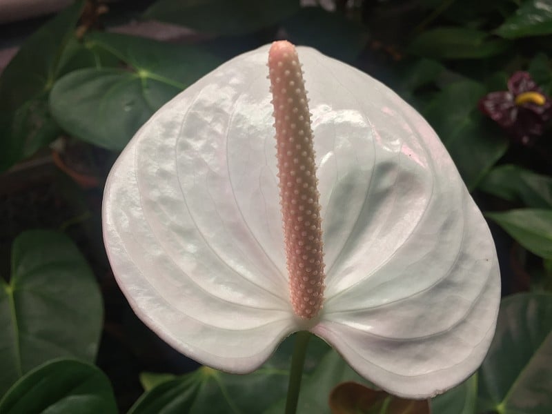 植物、热带植物学、生物学