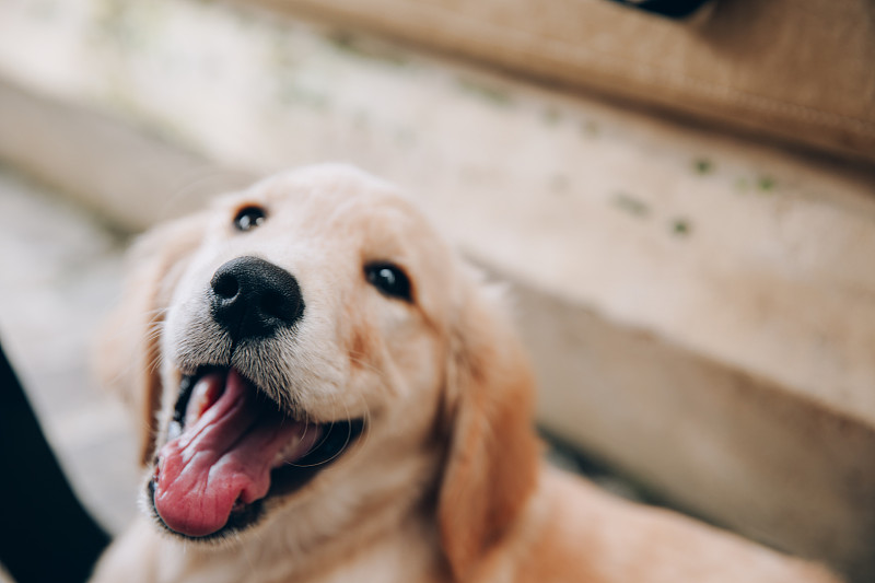 金毛猎犬的头看起来很感兴趣和快乐